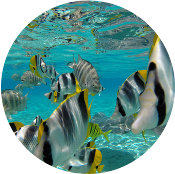 bora-bora-keishi-lagoon-tours-tropical-fish