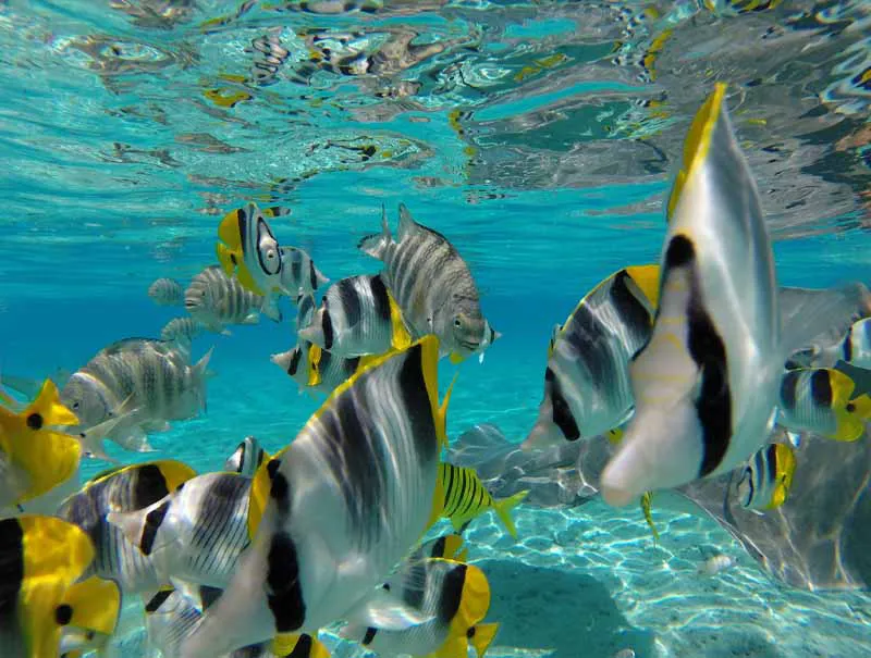Poissons tropicaux nageant dans les eaux limpides du lagon de Bora Bora