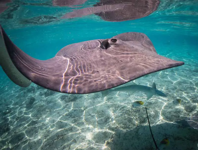 Rencontre avec une raie pendant une excursion snorkeling Keishi Tours à Bora Bora