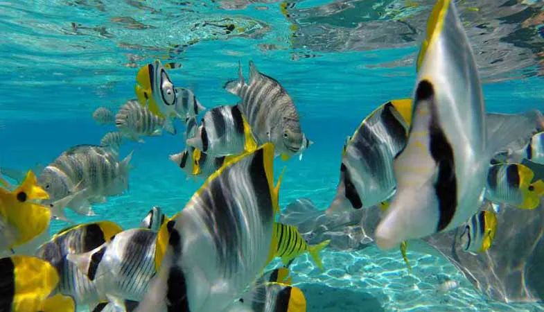 Poissons tropicaux multicolores dans le lagon de Bora Bora pendant l’excursion privée Keishi Tours avec pique-nique sur motu