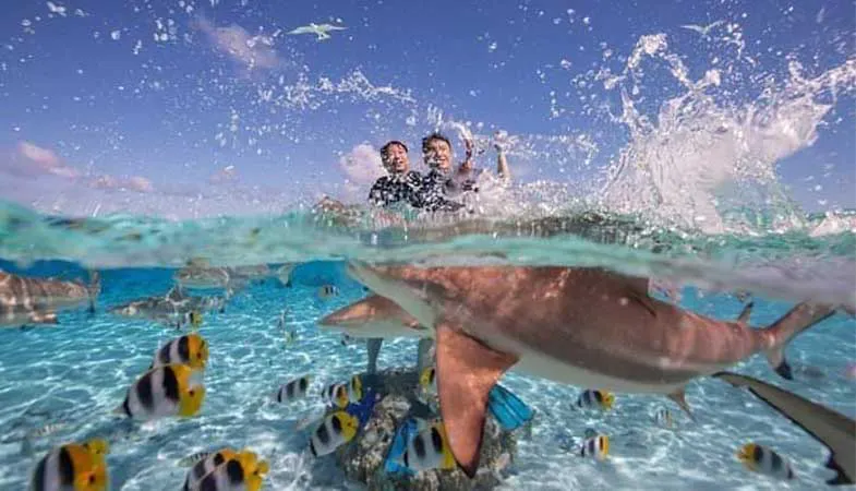 Snorkeling avec poissons tropicaux et requin de récif pendant l’excursion partagée d’une demi-journée sur le lagon de Bora Bora