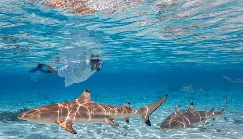Requins de récif et poissons tropicaux pendant une excursion snorkeling privée Keishi Tours dans le lagon de Bora Bora