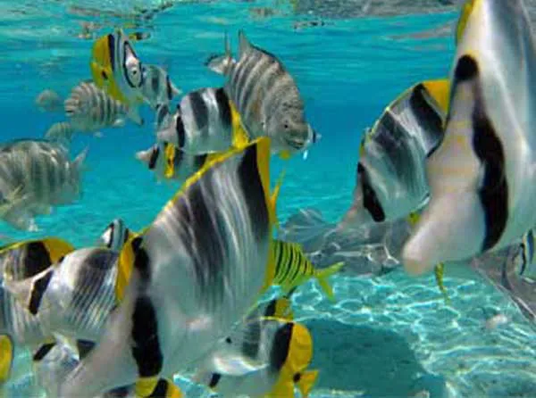 Poissons tropicaux multicolores dans les eaux claires du lagon de Bora Bora